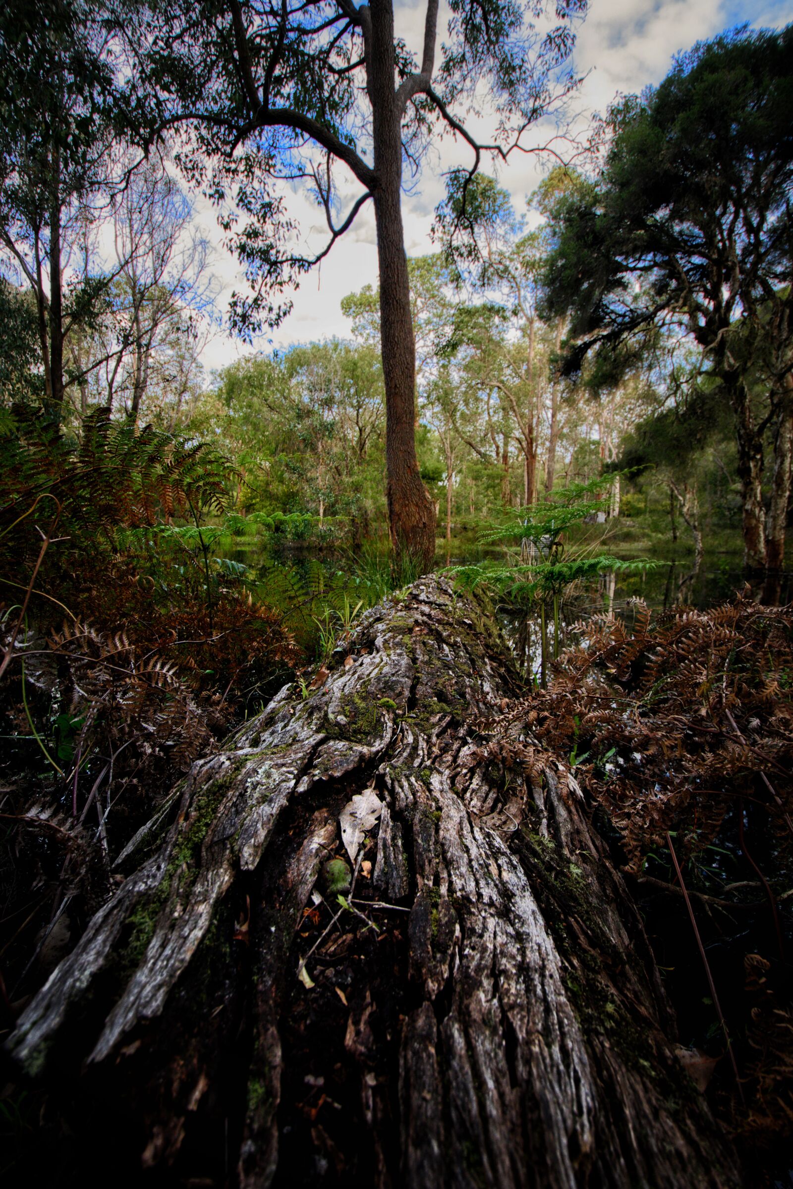 Nikon D3300 sample photo. Trees, log, path photography