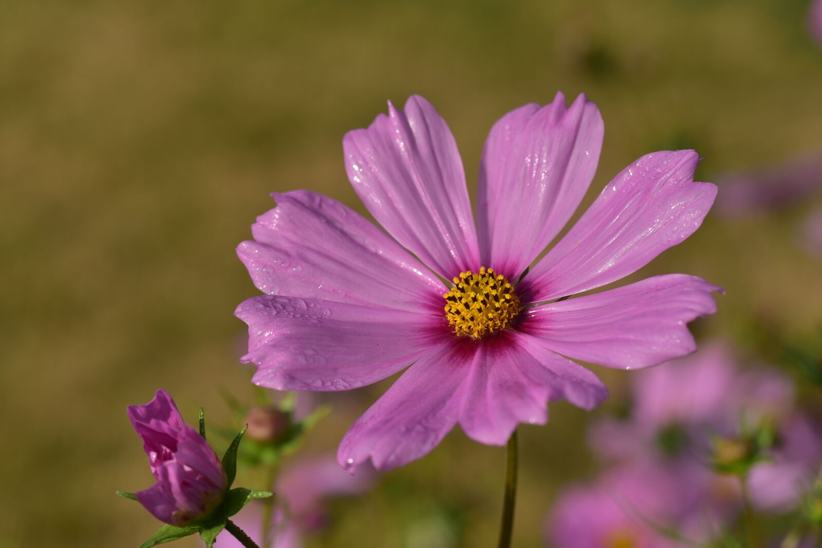 Nikon D750 sample photo. Cosmea, kosmee, cosmos photography
