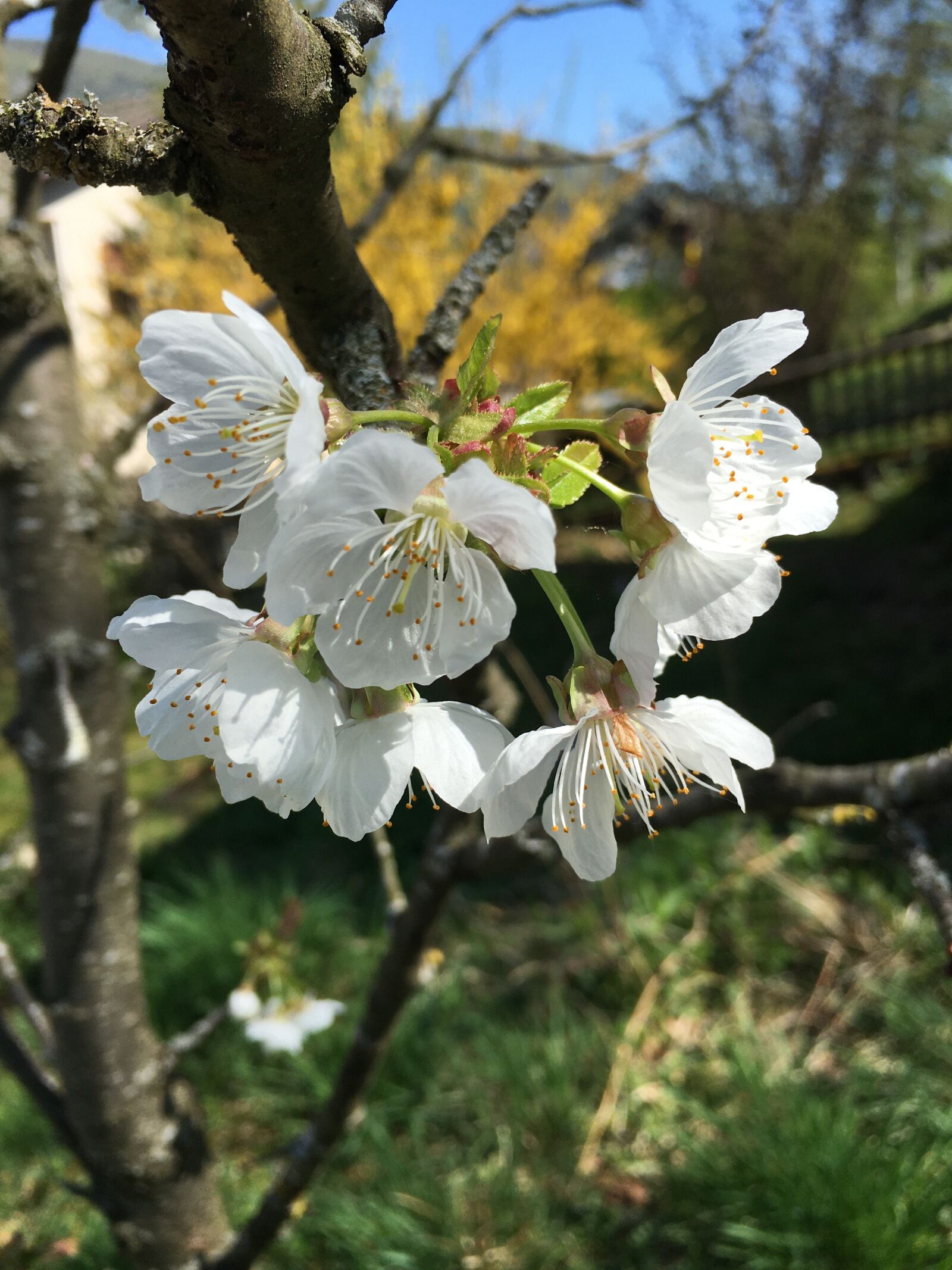 Apple iPhone 6s sample photo. Cherry, flower, spring photography
