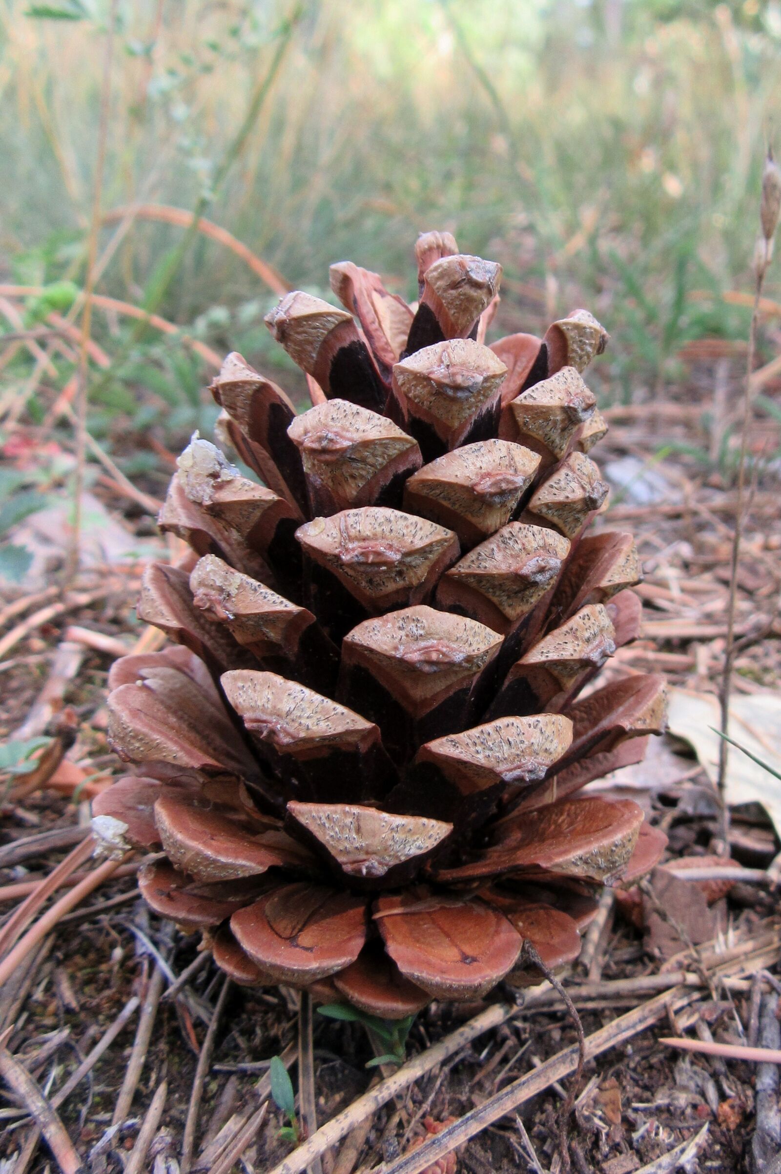 Canon PowerShot SX610 HS sample photo. Cone, forest, tour photography