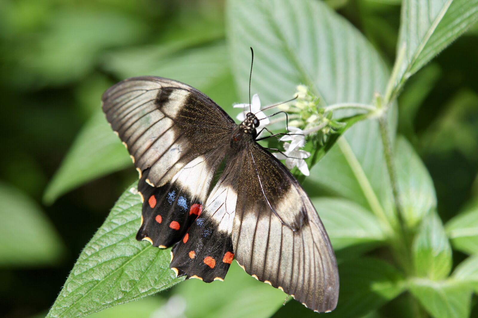 Canon EOS 550D (EOS Rebel T2i / EOS Kiss X4) sample photo. Butterfly, nature, natural photography