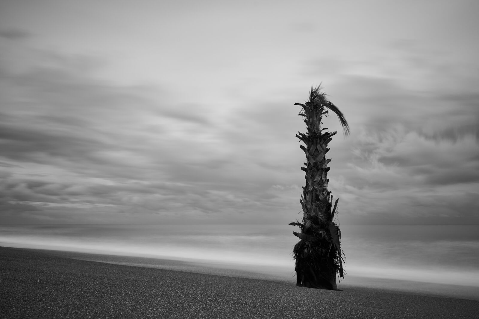 Sony a7R II sample photo. Palm, tree, artistic photography