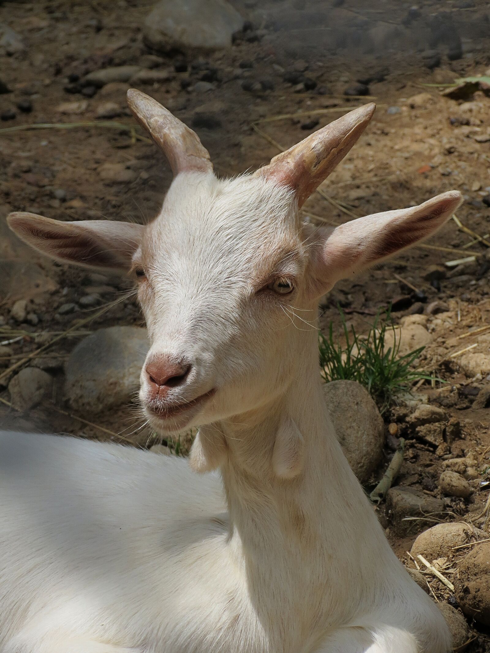 Canon PowerShot SX40 HS sample photo. Goat, horns, livestock photography