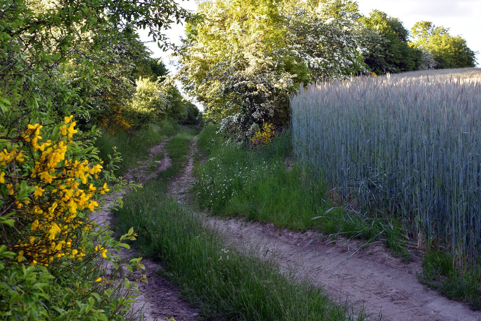 Nikon D3400 sample photo. Way, village, landscape photography