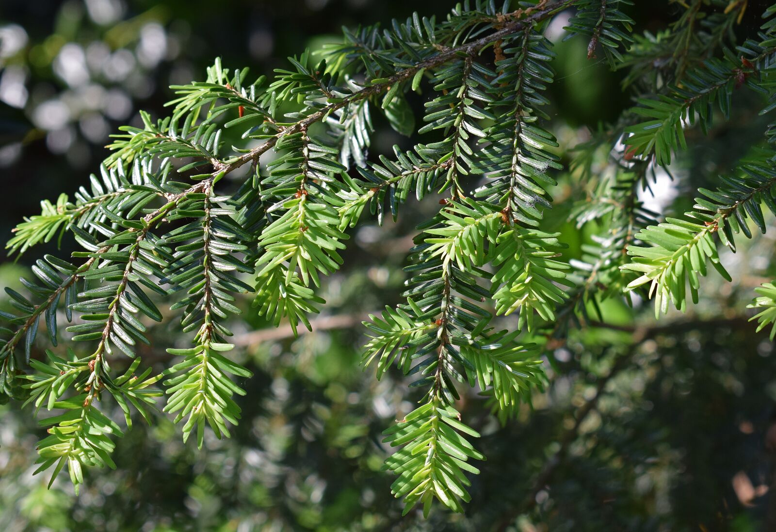 Nikon D3300 sample photo. Mexican yew, new growth photography