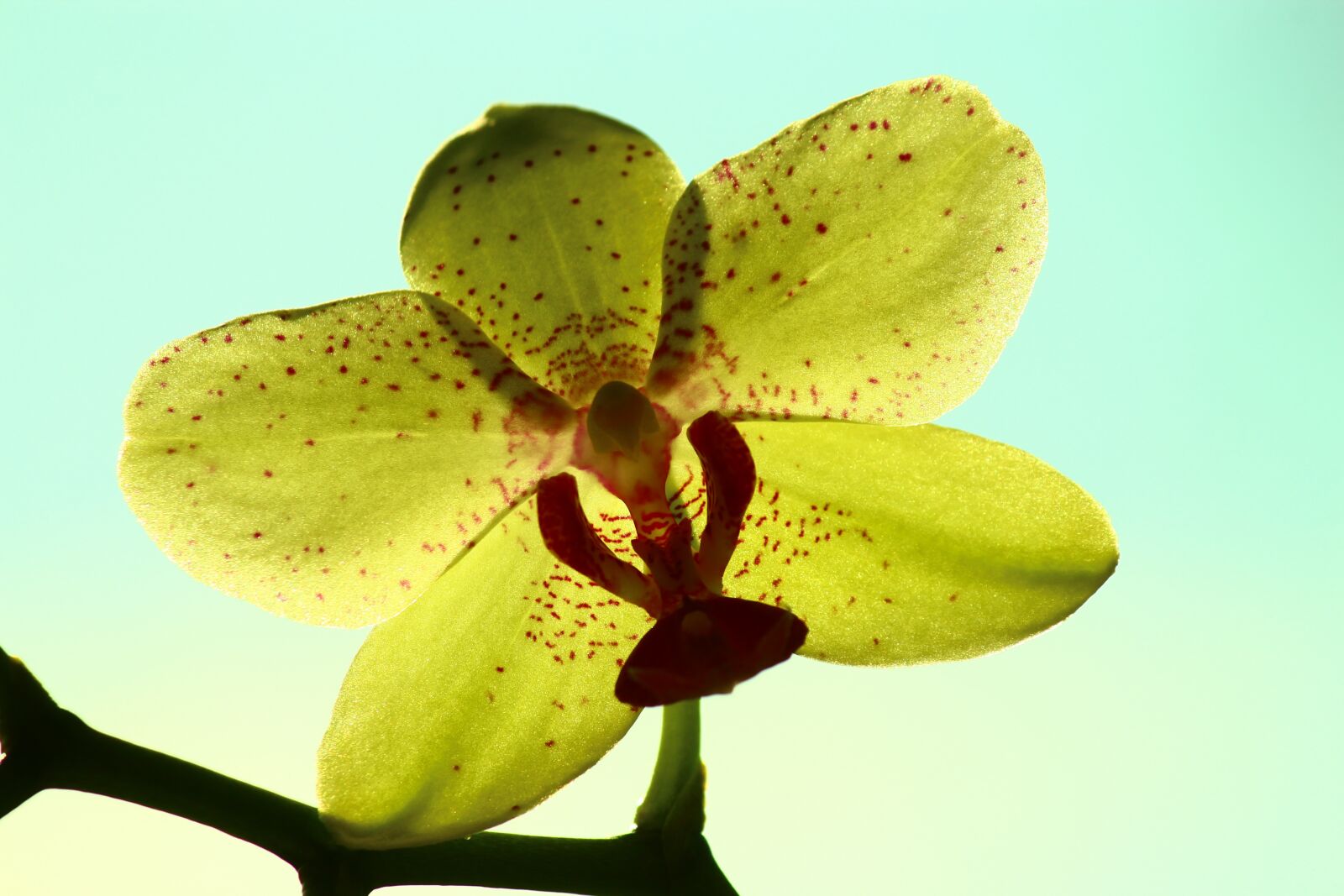 Canon EOS 600D (Rebel EOS T3i / EOS Kiss X5) sample photo. Yellow orchid, bright rear photography