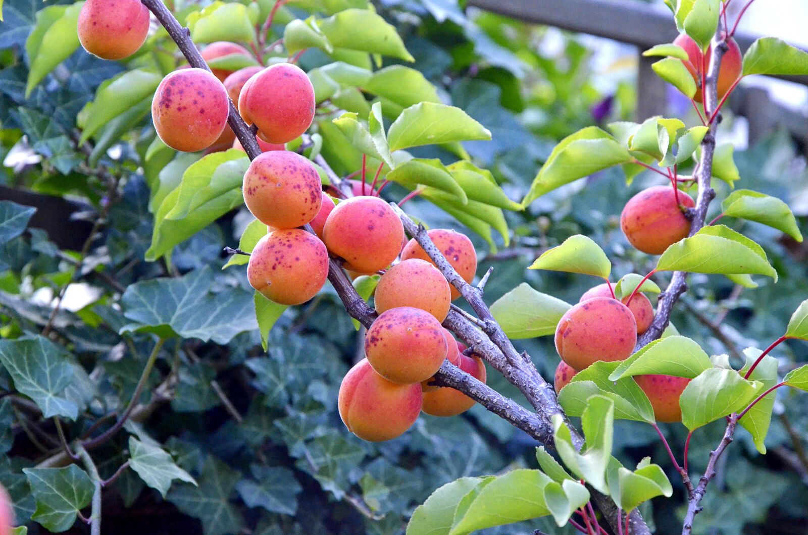 Nikon D7000 sample photo. Apricots, garden, tree photography