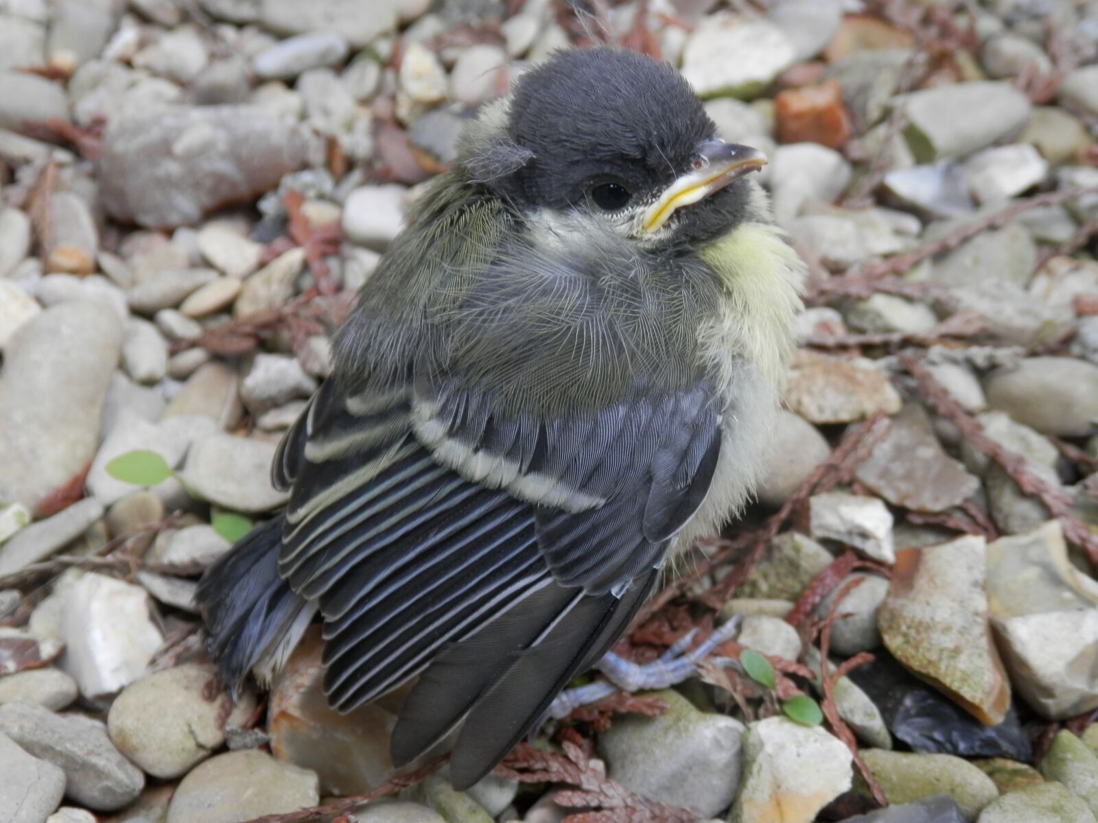 Olympus SZ-14 sample photo. Petit, bird, nature photography