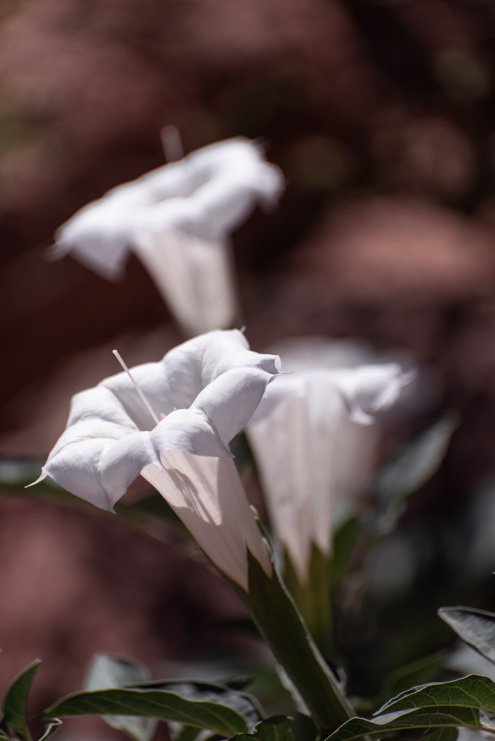 Nikon D610 sample photo. Wild flower, plant, summer photography