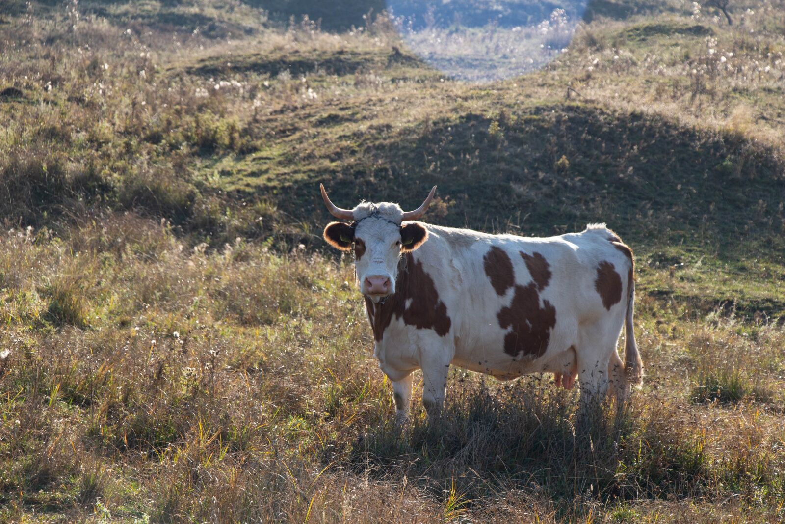 Canon EOS 100D (EOS Rebel SL1 / EOS Kiss X7) sample photo. Cow, pasture, field photography