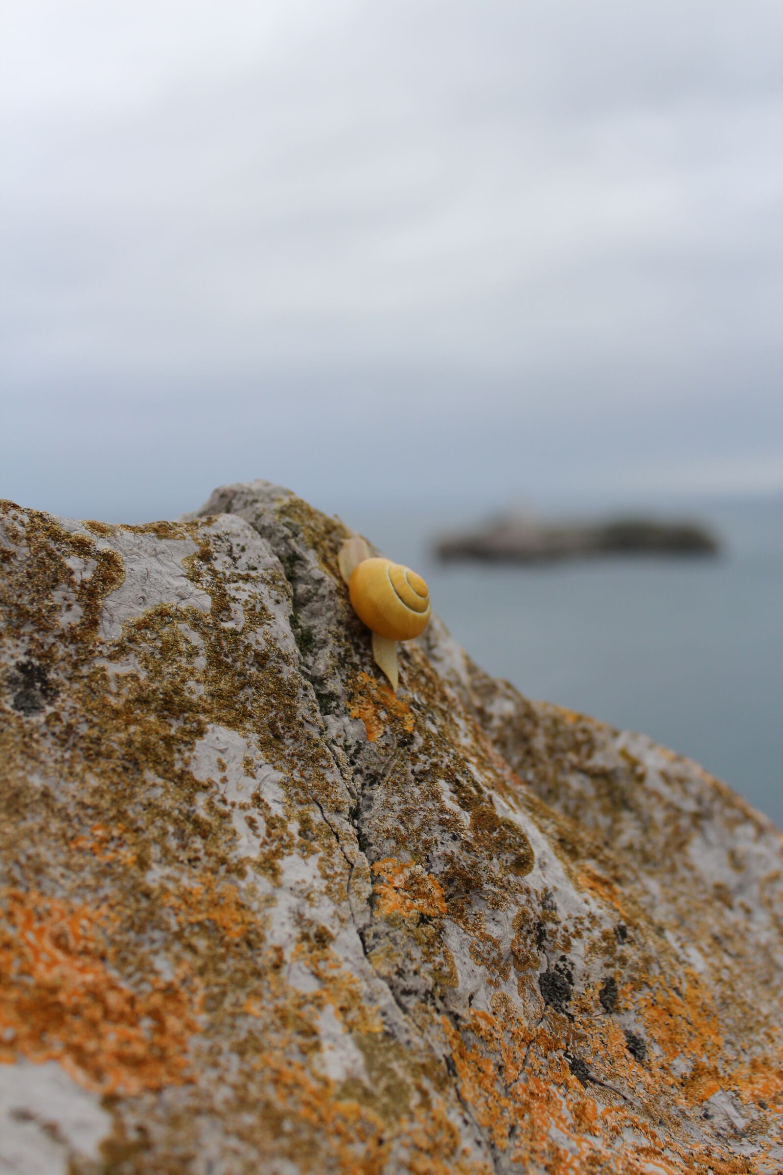 Canon EOS 600D (Rebel EOS T3i / EOS Kiss X5) sample photo. Stone, snail, sea photography