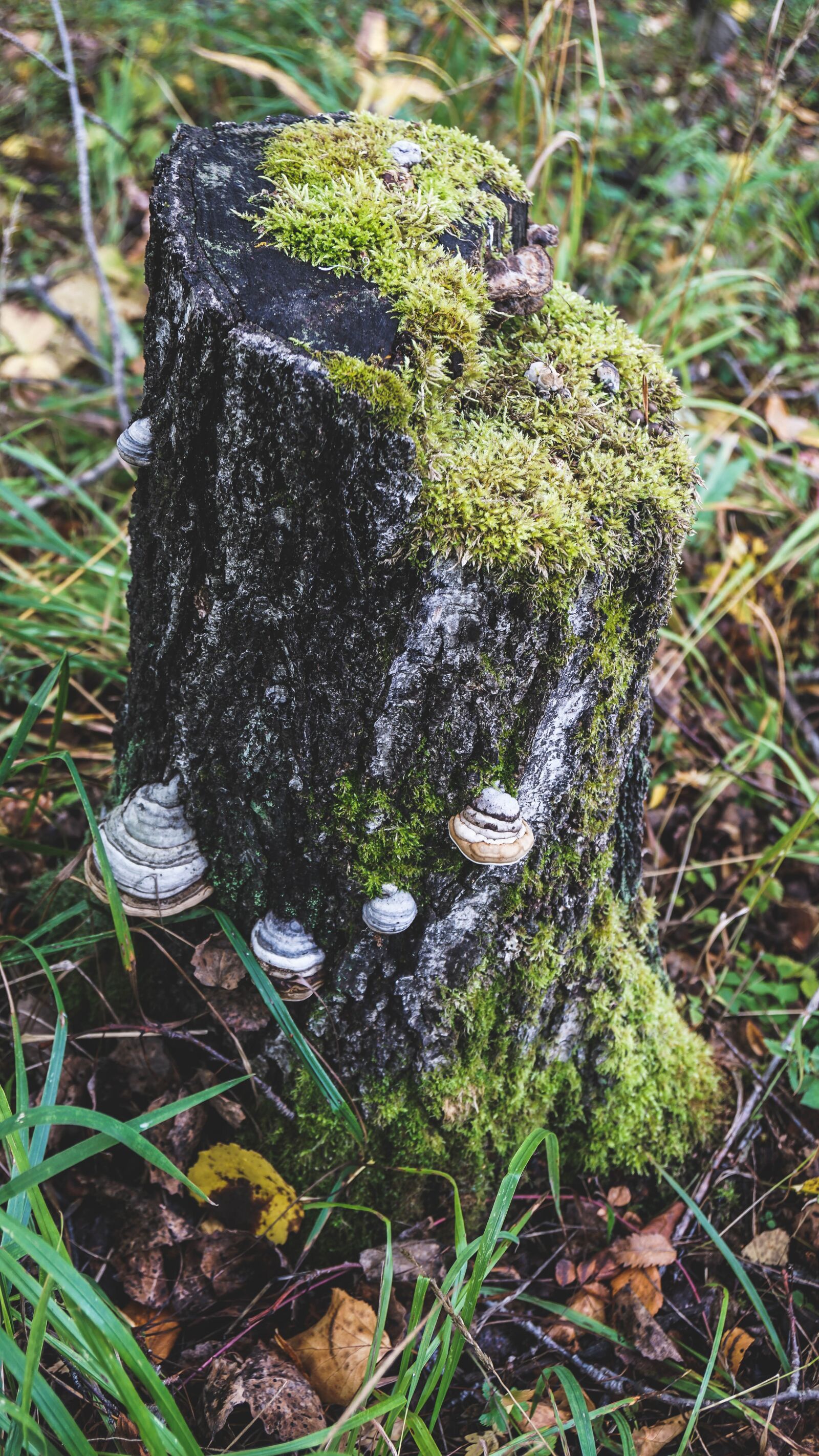 Sony Vario-Tessar T* E 16-70mm F4 ZA OSS sample photo. Tree stump, moss, forest photography