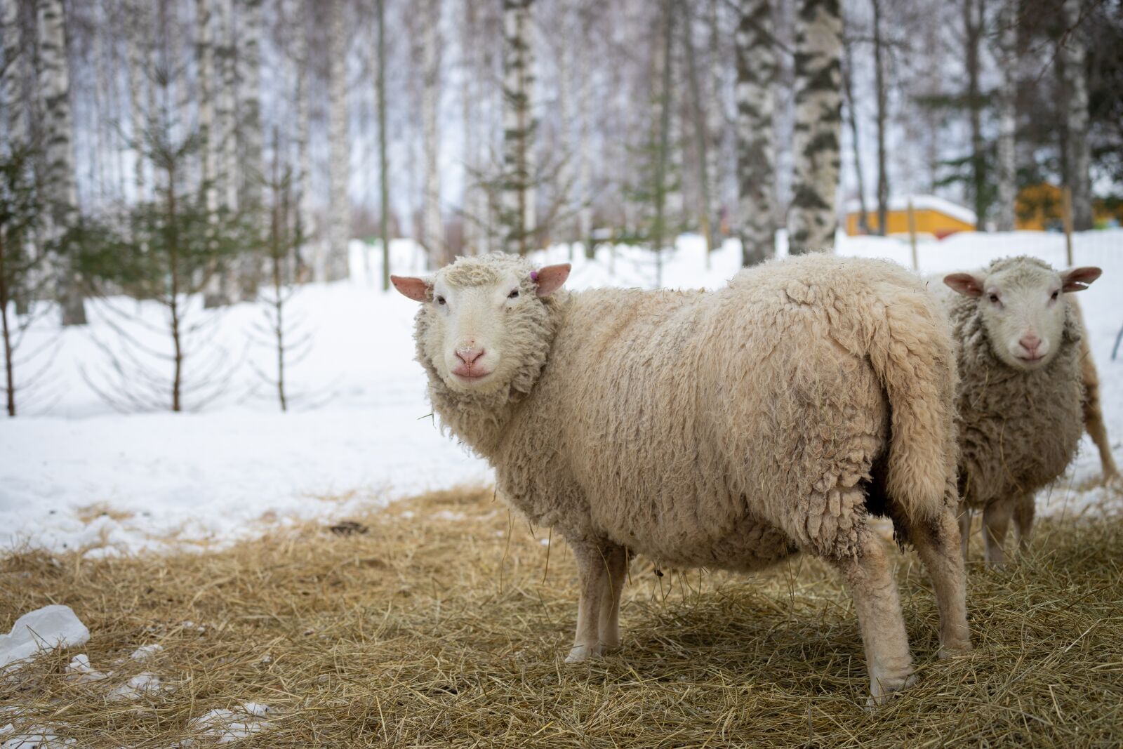 Canon EOS 6D Mark II + Canon EF 70-300mm F4-5.6L IS USM sample photo. Sheep, animal, lamb photography