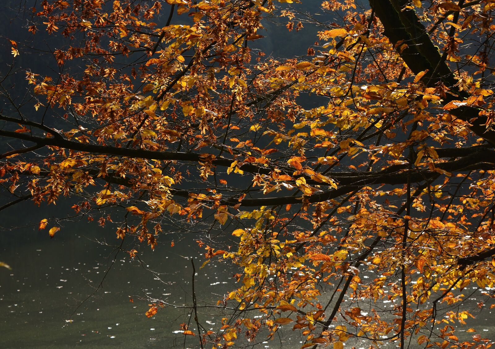Nikon D5200 sample photo. Autumn, tree, mood photography