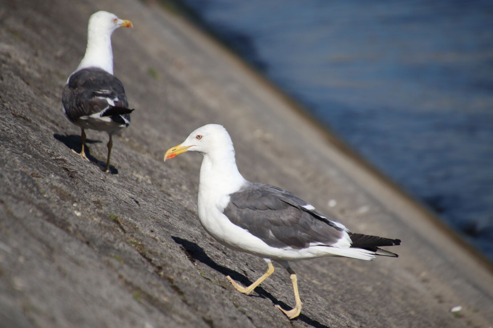 Canon EOS 800D (EOS Rebel T7i / EOS Kiss X9i) sample photo. Seagulls, birds, animals photography