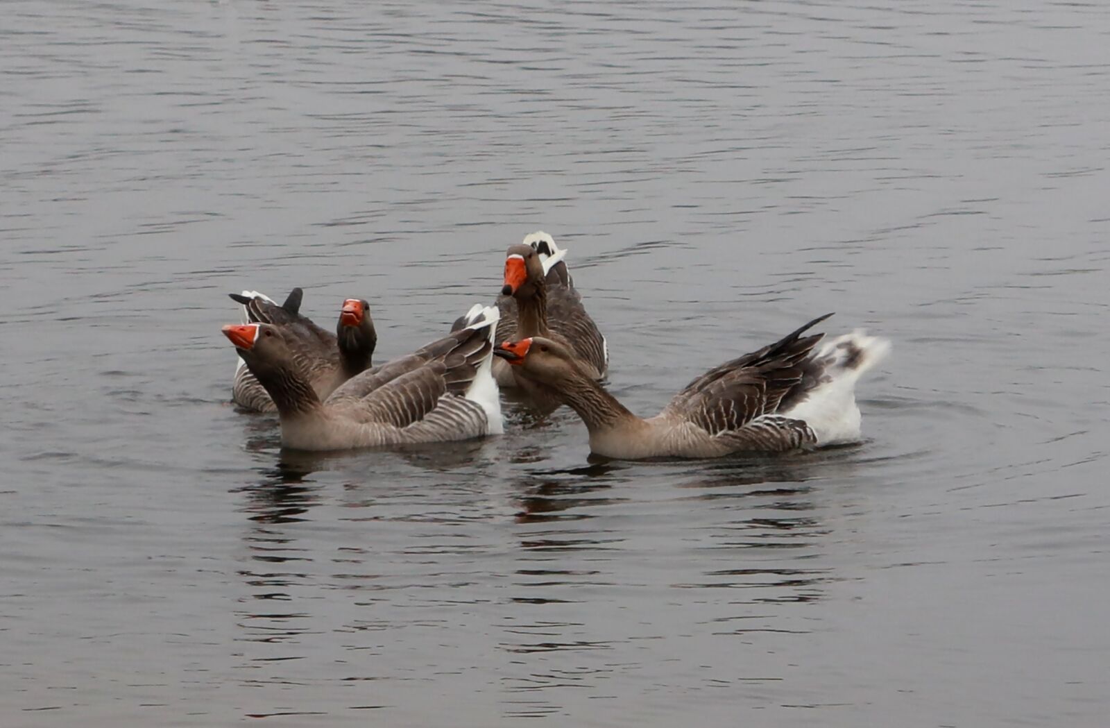 Canon PowerShot G1 X Mark III sample photo. Animals, geese, ducks photography