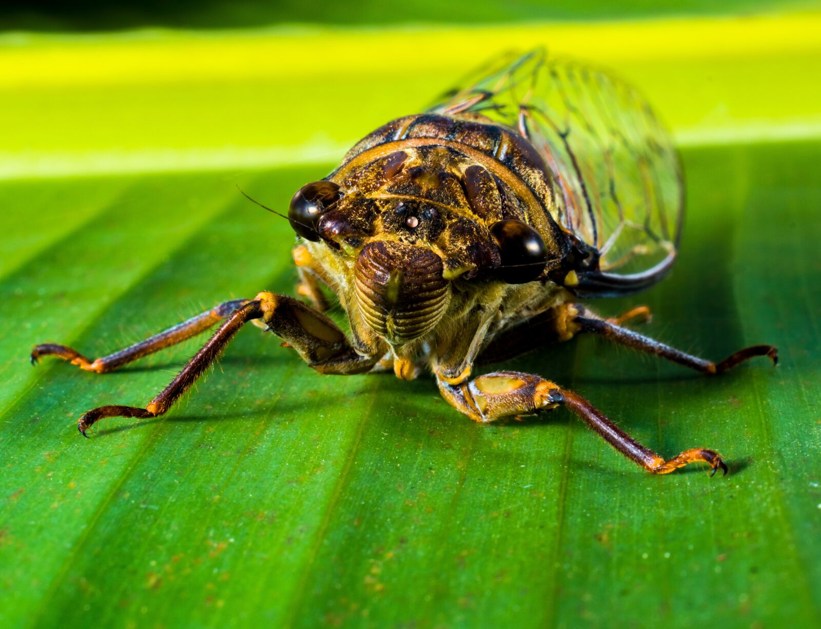 Nikon D5200 sample photo. Insect, new insect, whopper photography