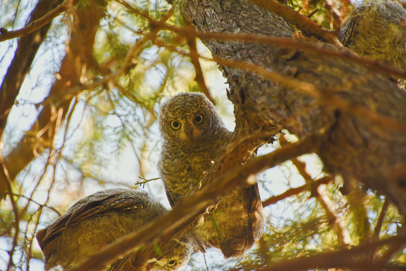 Nikon D7200 sample photo. Owl, oriental scops owl photography