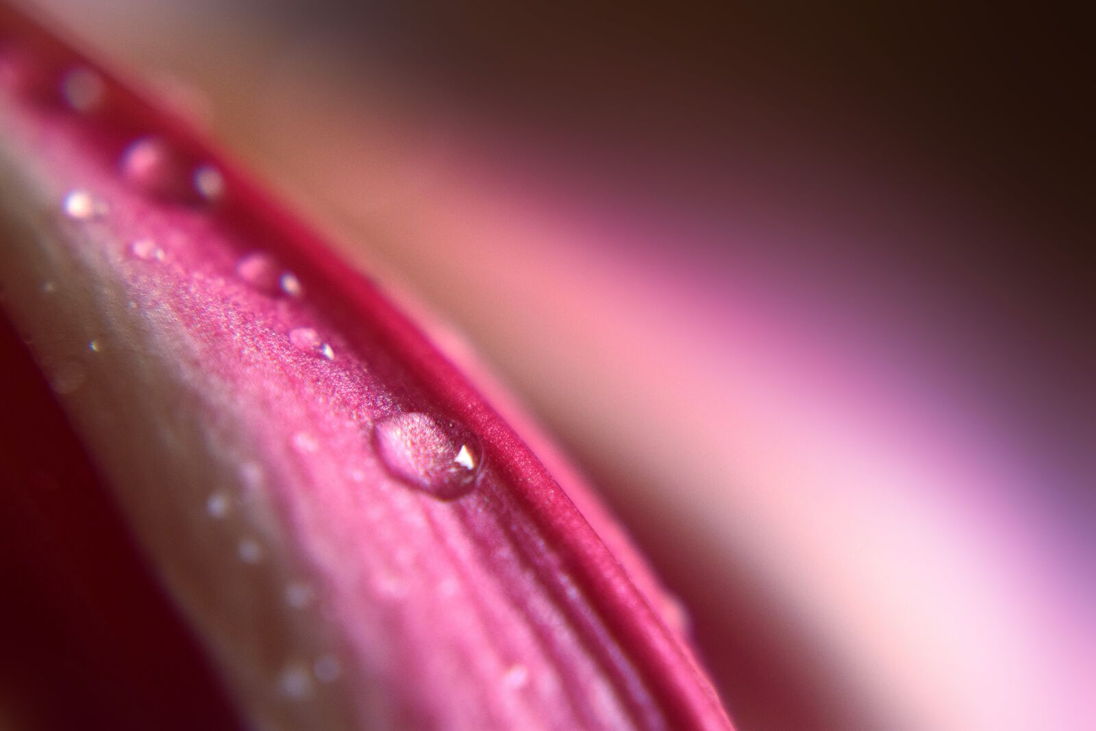 Nikon D5300 sample photo. Flower, petals, water photography