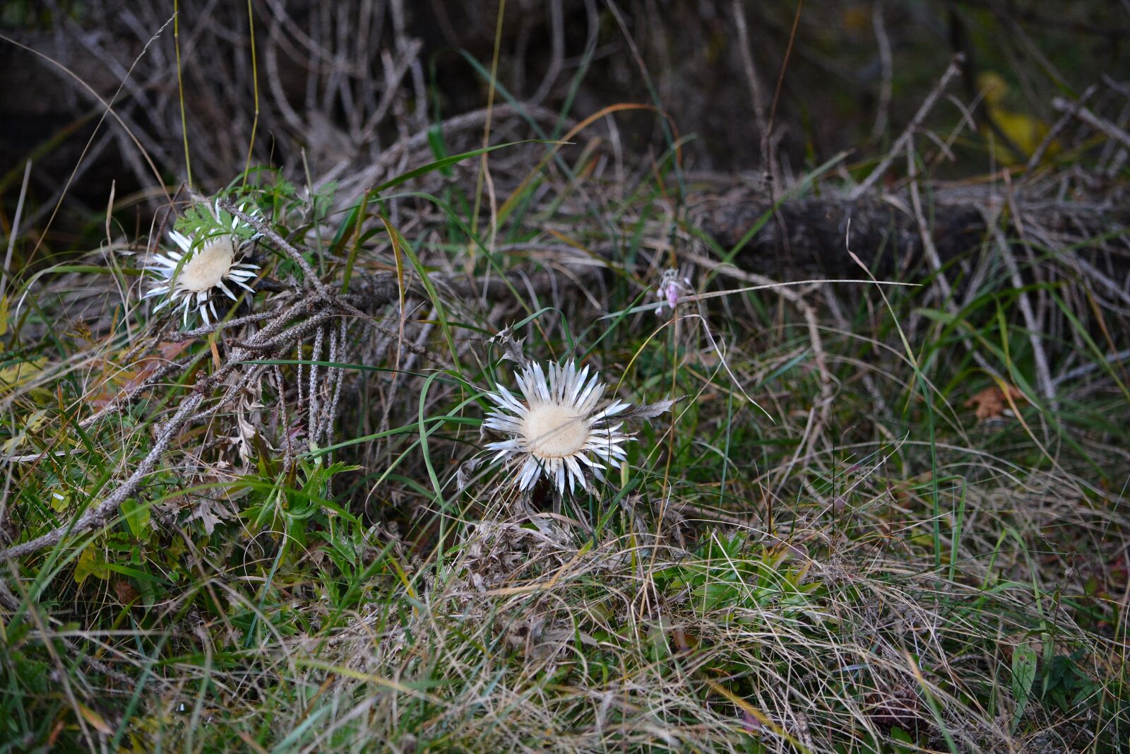 Nikon D7100 sample photo. Thistles, silberdisteln, forest photography