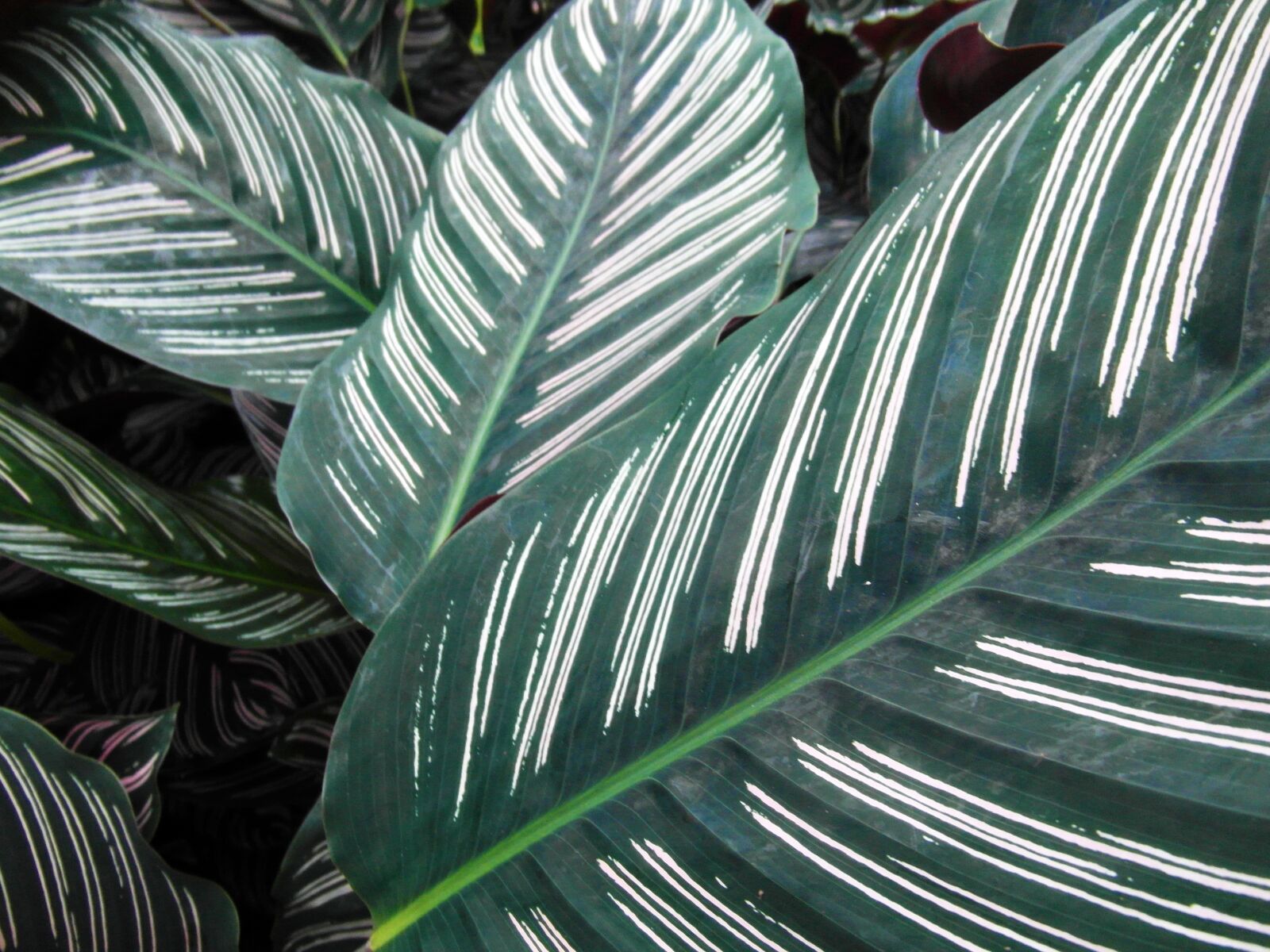 Samsung WB750 sample photo. Leaves, green, white photography