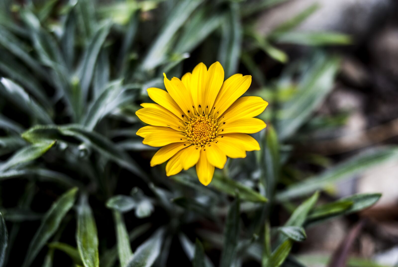 Nikon D60 sample photo. Nature, plant, summer photography