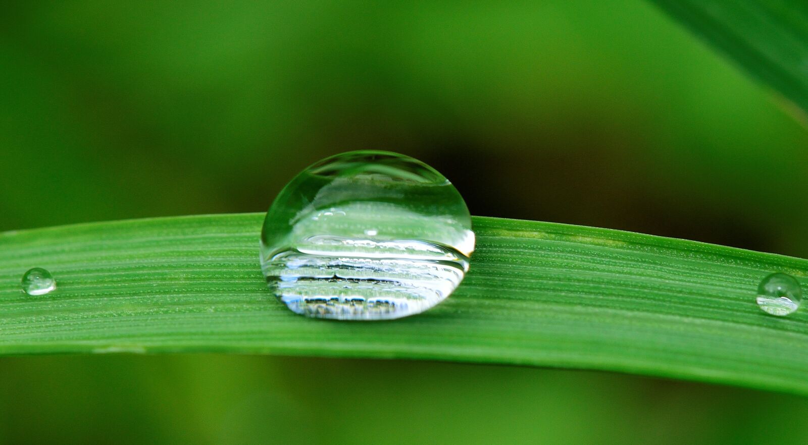 Nikon D5300 sample photo. Drop, water, grass photography