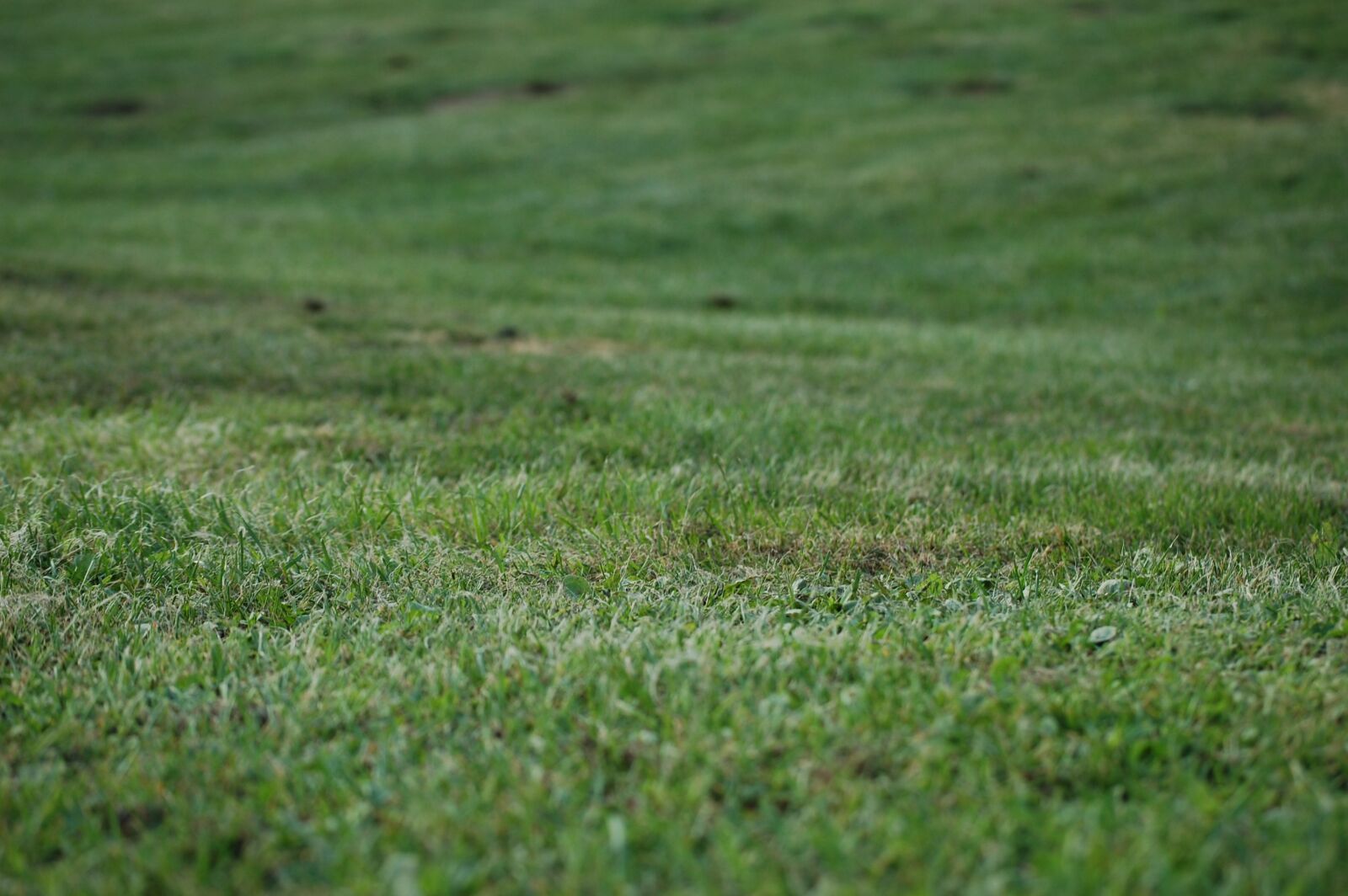 Nikon D40 sample photo. Grass, mowed, nature photography