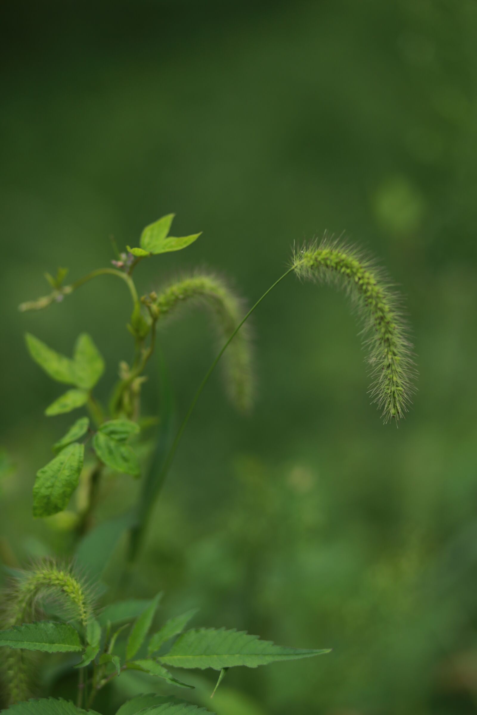 Canon EF 85mm F1.8 USM sample photo. Pool, foxtail, plants photography