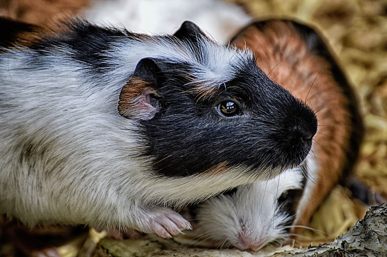 Nikon D3200 sample photo. Guinea pig, cute, nager photography