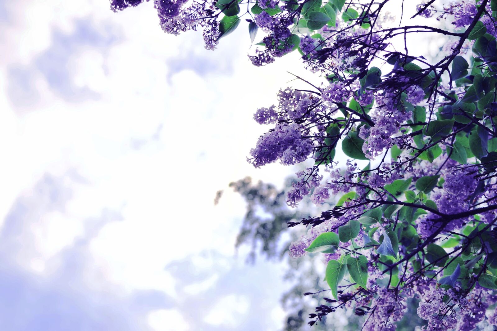 Nikon D5300 sample photo. Lilac, nature, flower photography