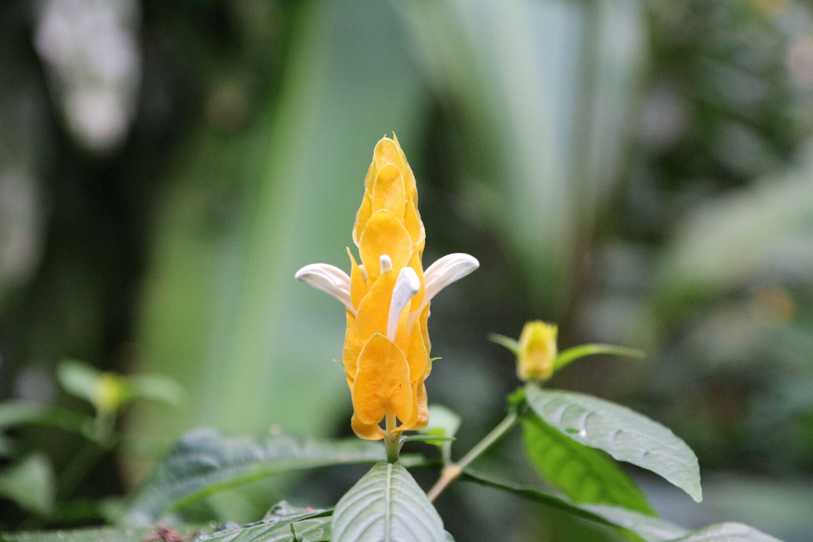 Canon EOS 100D (EOS Rebel SL1 / EOS Kiss X7) + Canon TS-E 90mm F2.8 Tilt-Shift sample photo. Nature, flower, tropical photography