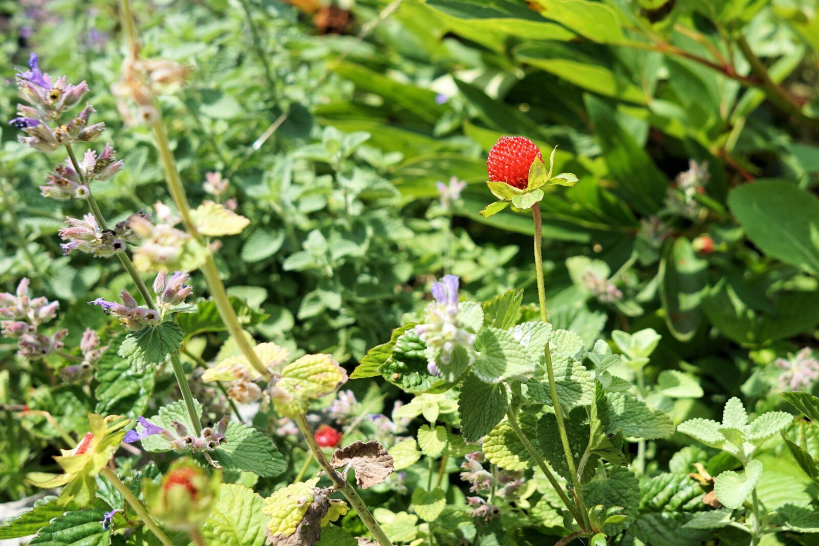 Sony a6000 + Sigma 19mm F2.8 EX DN sample photo. Wild strawberry, fruit, red photography