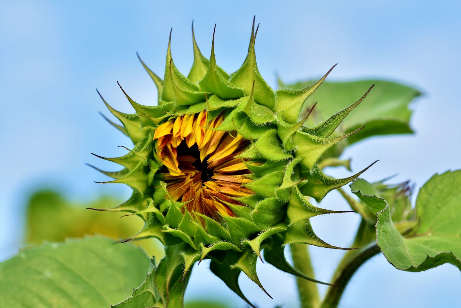 Nikon D7200 sample photo. Sunflower, flower, petals photography