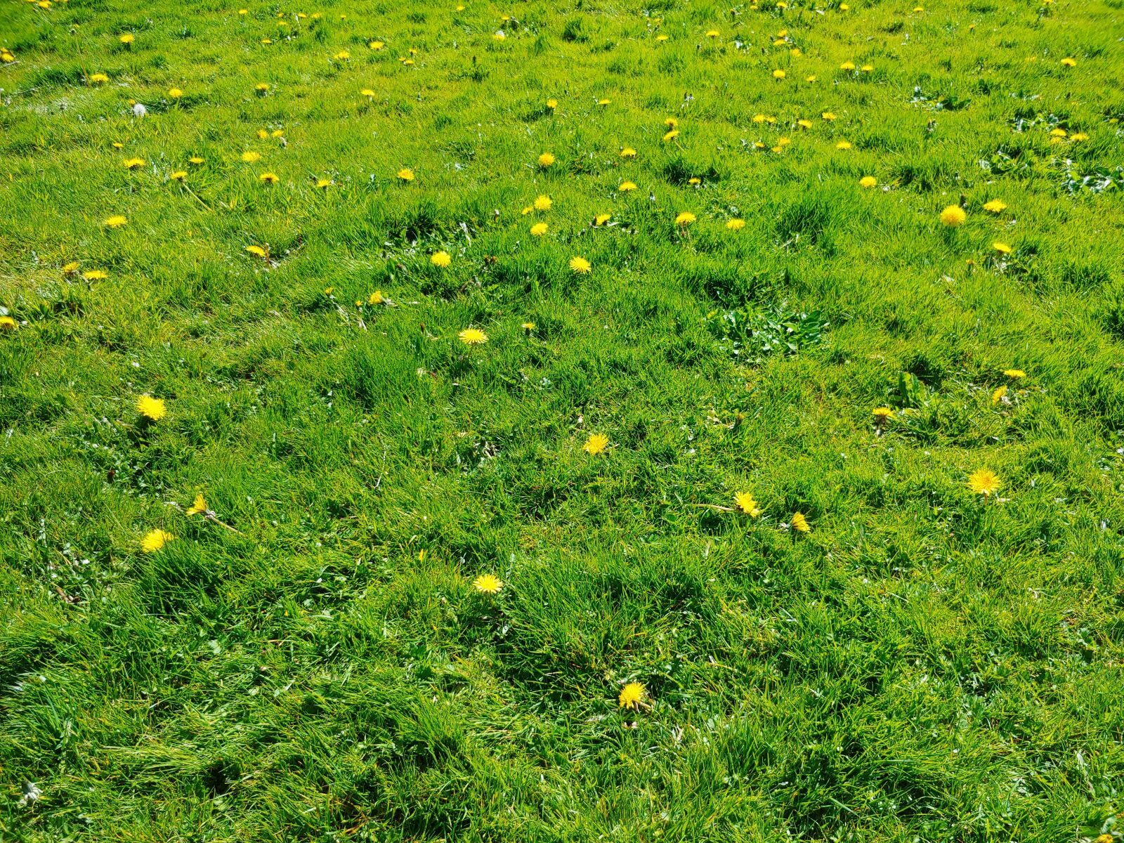 LG G7 THINQ sample photo. Grass, green, ground photography