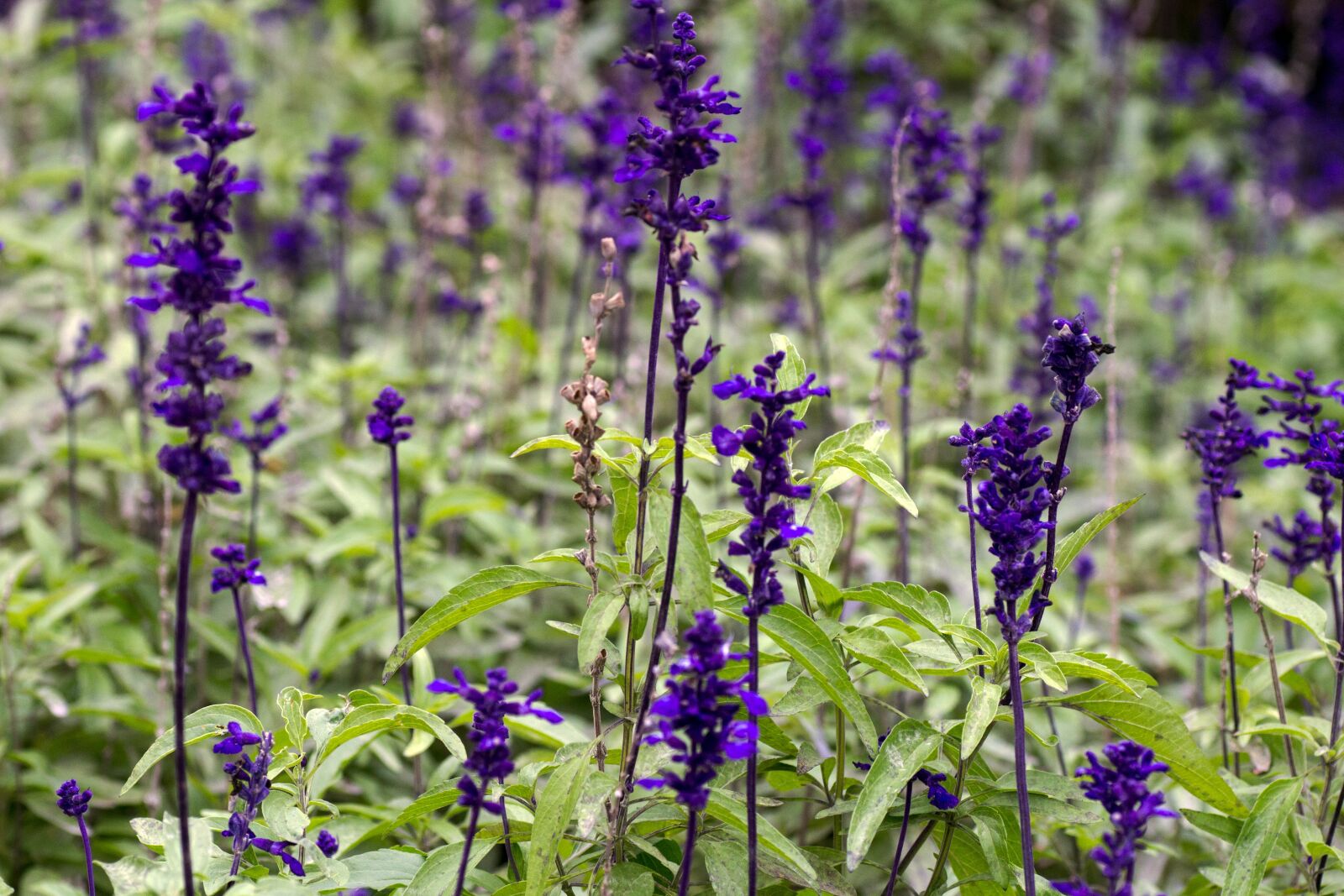 Canon EOS 600D (Rebel EOS T3i / EOS Kiss X5) sample photo. Macro, blue, flower discounts photography