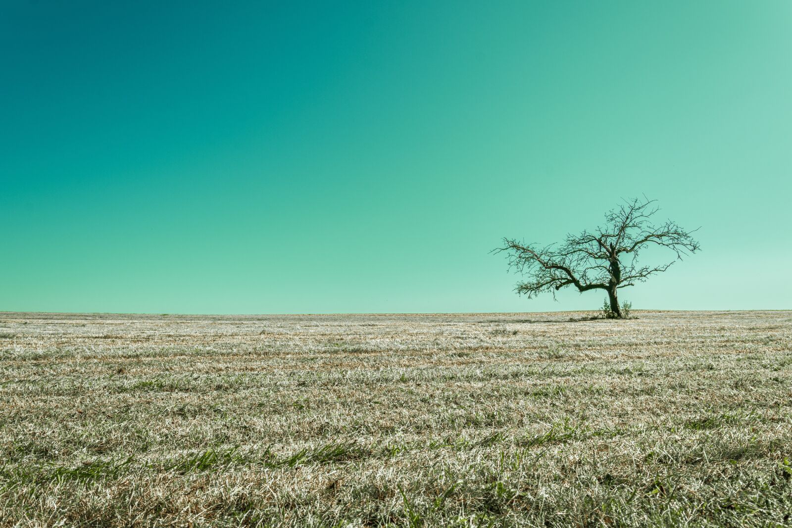 Nikon D7200 sample photo. Tree, arable, landscape photography