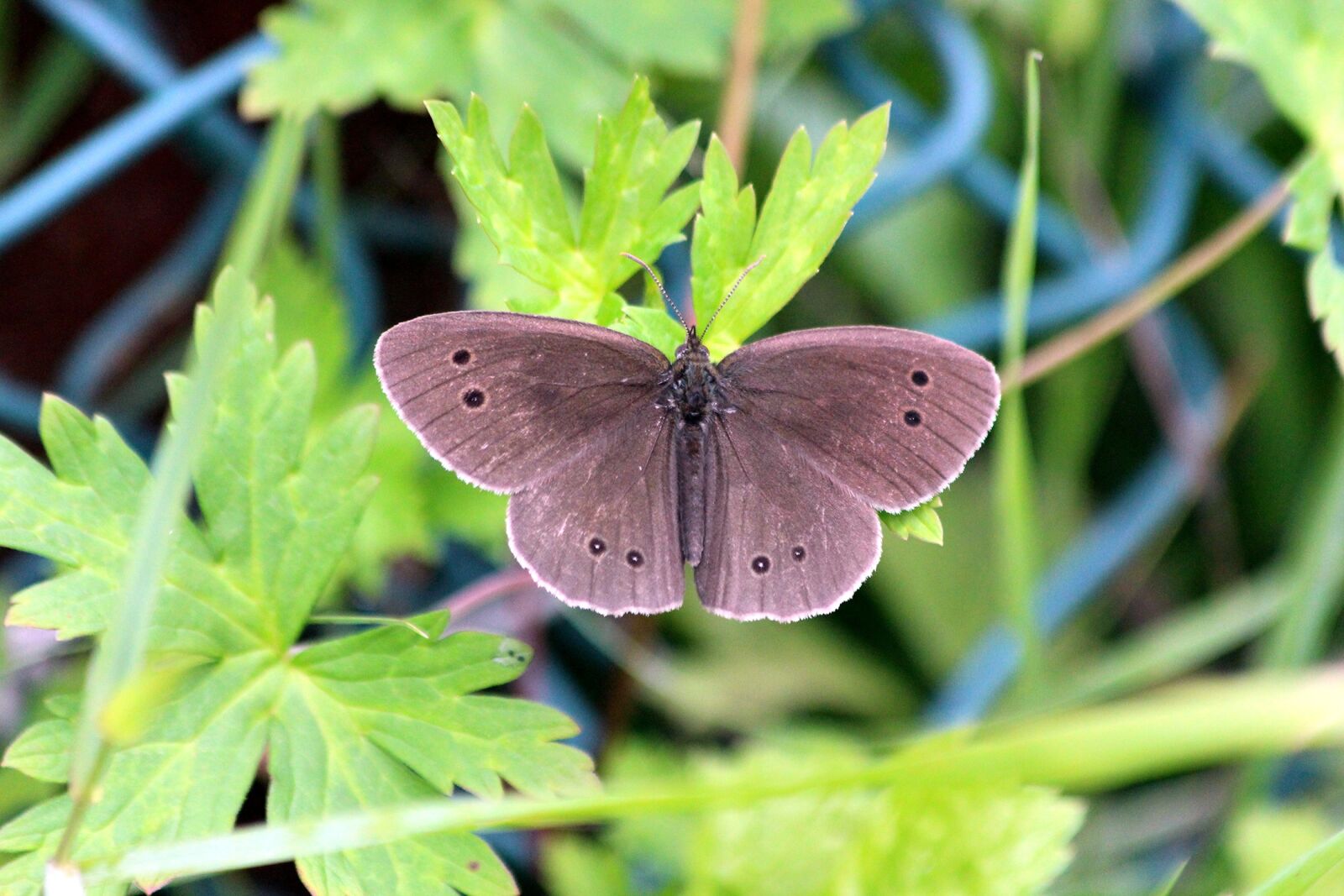 Canon EOS 650D (EOS Rebel T4i / EOS Kiss X6i) sample photo. Butterfly, nature, insect photography