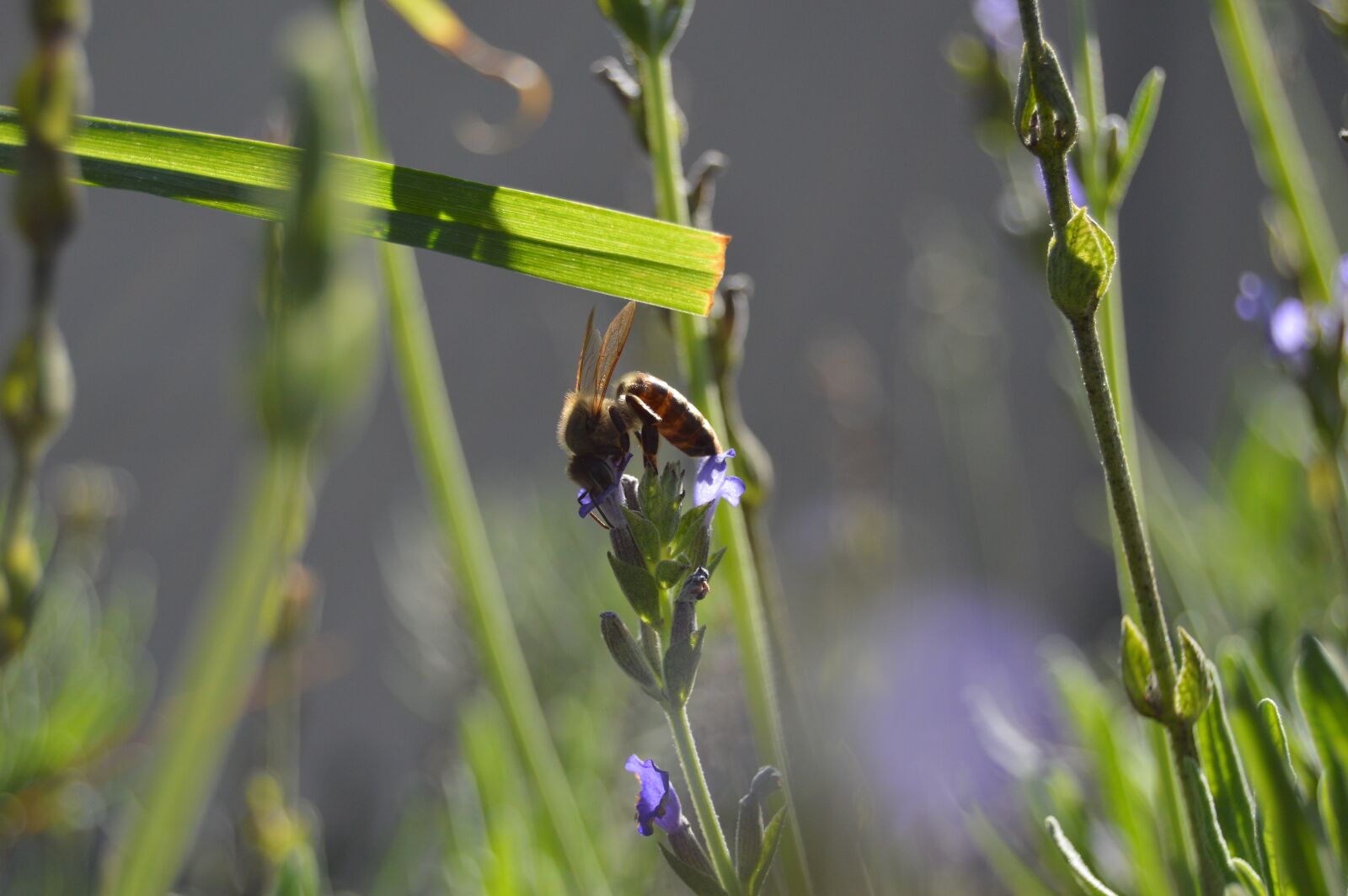 Nikon D3200 sample photo. Bee, nature, lavender photography