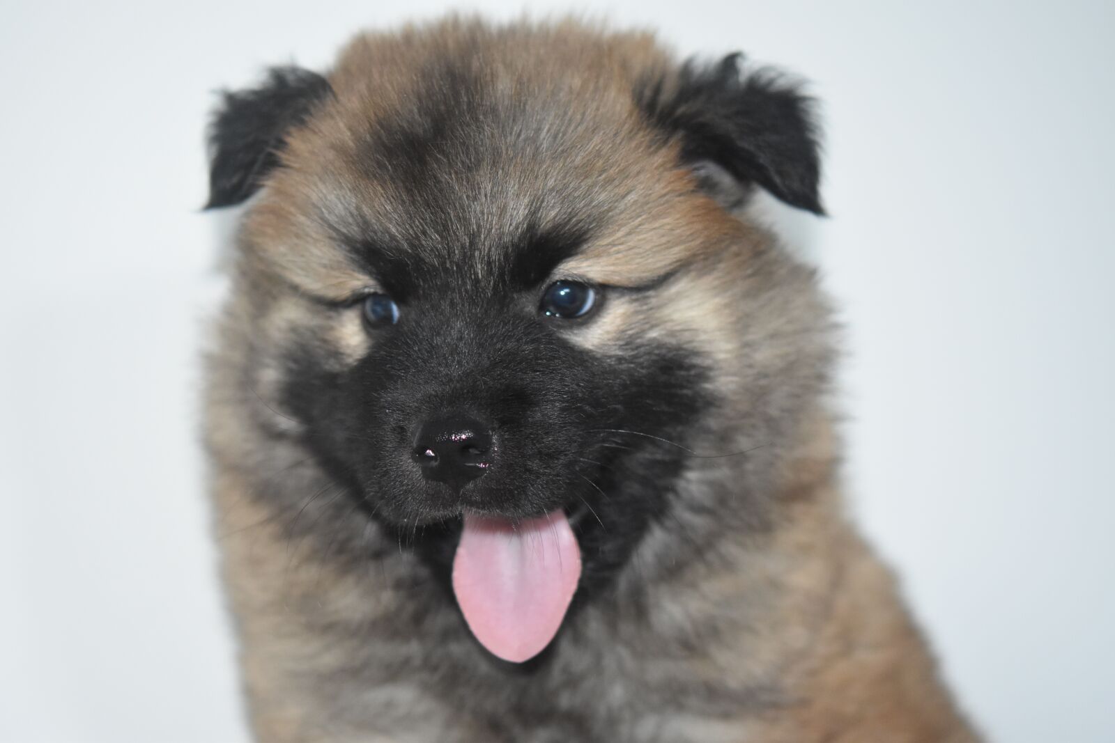 Nikon D5600 sample photo. Dog, dog eurasier, dog photography
