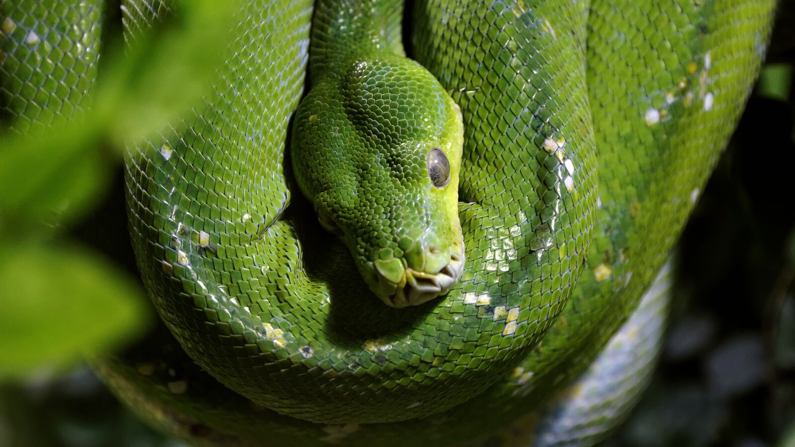 Canon EF-S 15-85mm F3.5-5.6 IS USM sample photo. Tree python, green, house photography