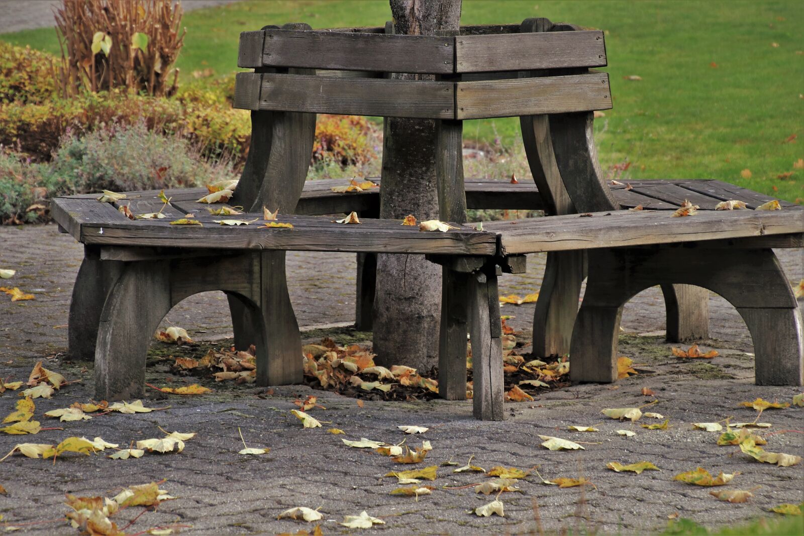 Canon EOS 80D sample photo. Bench, foliage, autumn photography