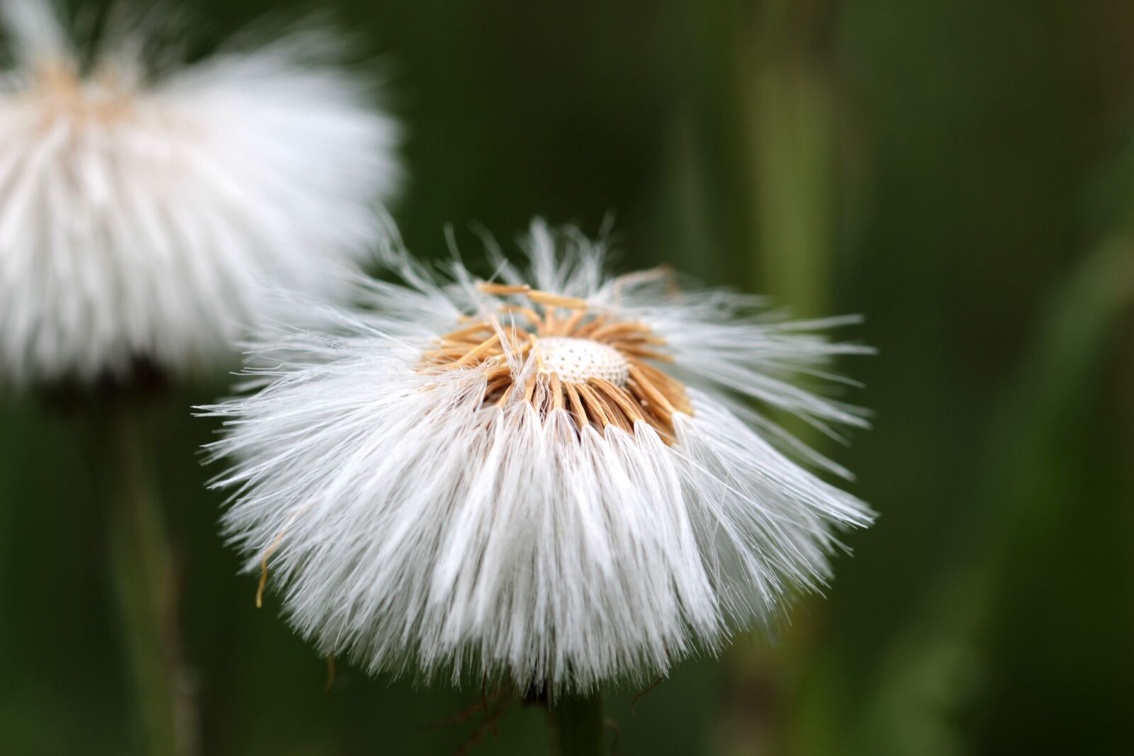 Canon EOS 650D (EOS Rebel T4i / EOS Kiss X6i) sample photo. Tussilago farfara, dandelion, seeds photography
