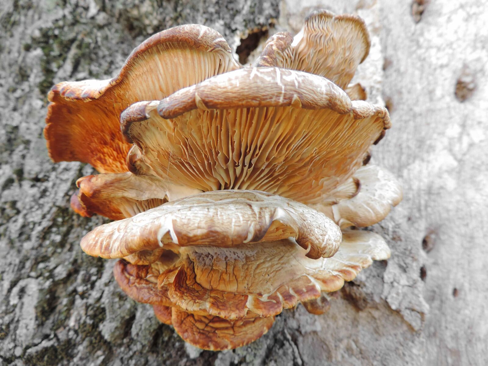 Nikon Coolpix P520 sample photo. Wood, nature, vegetable, shell photography