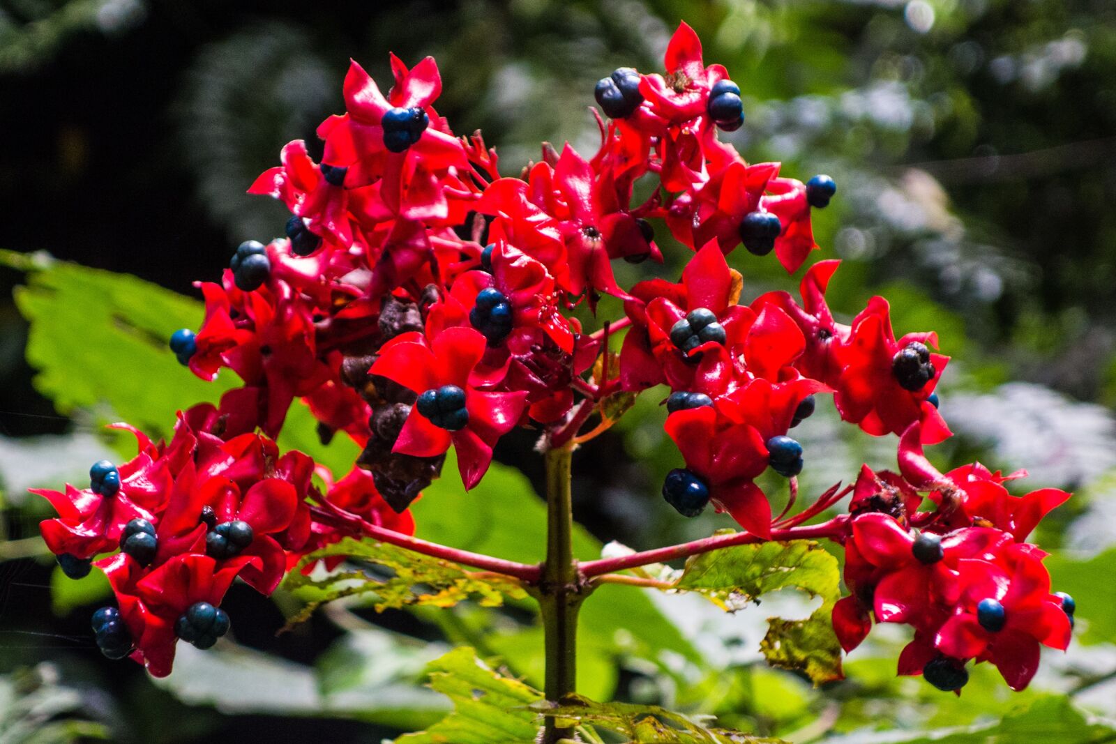 Sony Cyber-shot DSC-RX100 sample photo. Flower, red malaysia, borneo photography