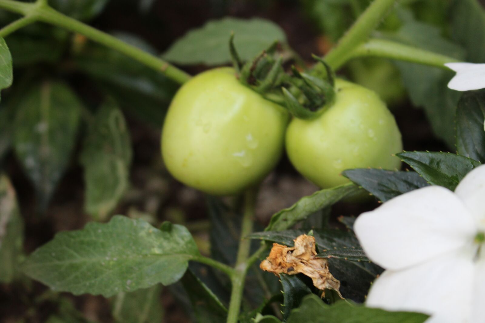 Canon EOS 700D (EOS Rebel T5i / EOS Kiss X7i) sample photo. Green, tomatos, vegetables photography