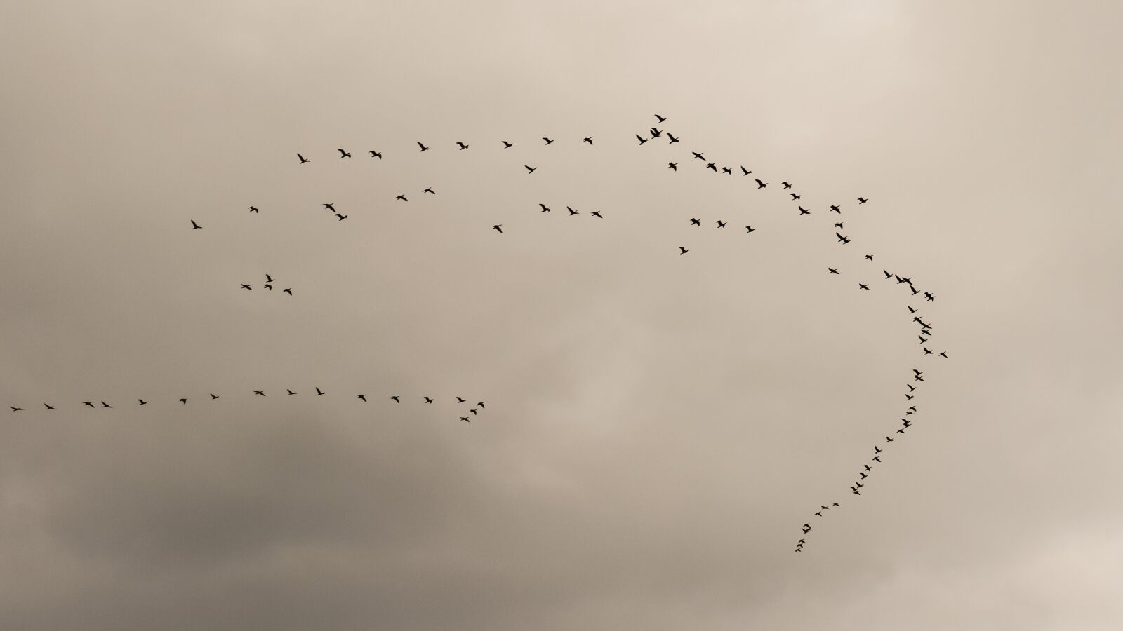 Nikon D3300 sample photo. Swarm, flock, birds photography