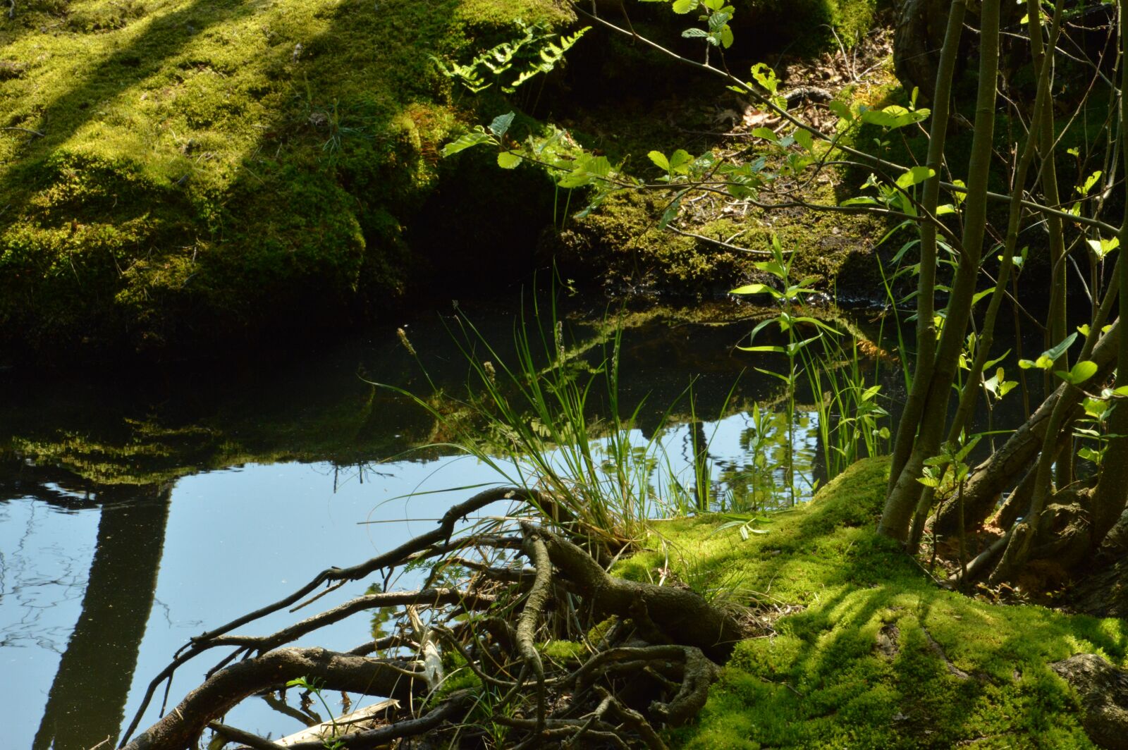 Nikon D3200 sample photo. Lake, summer, aue photography