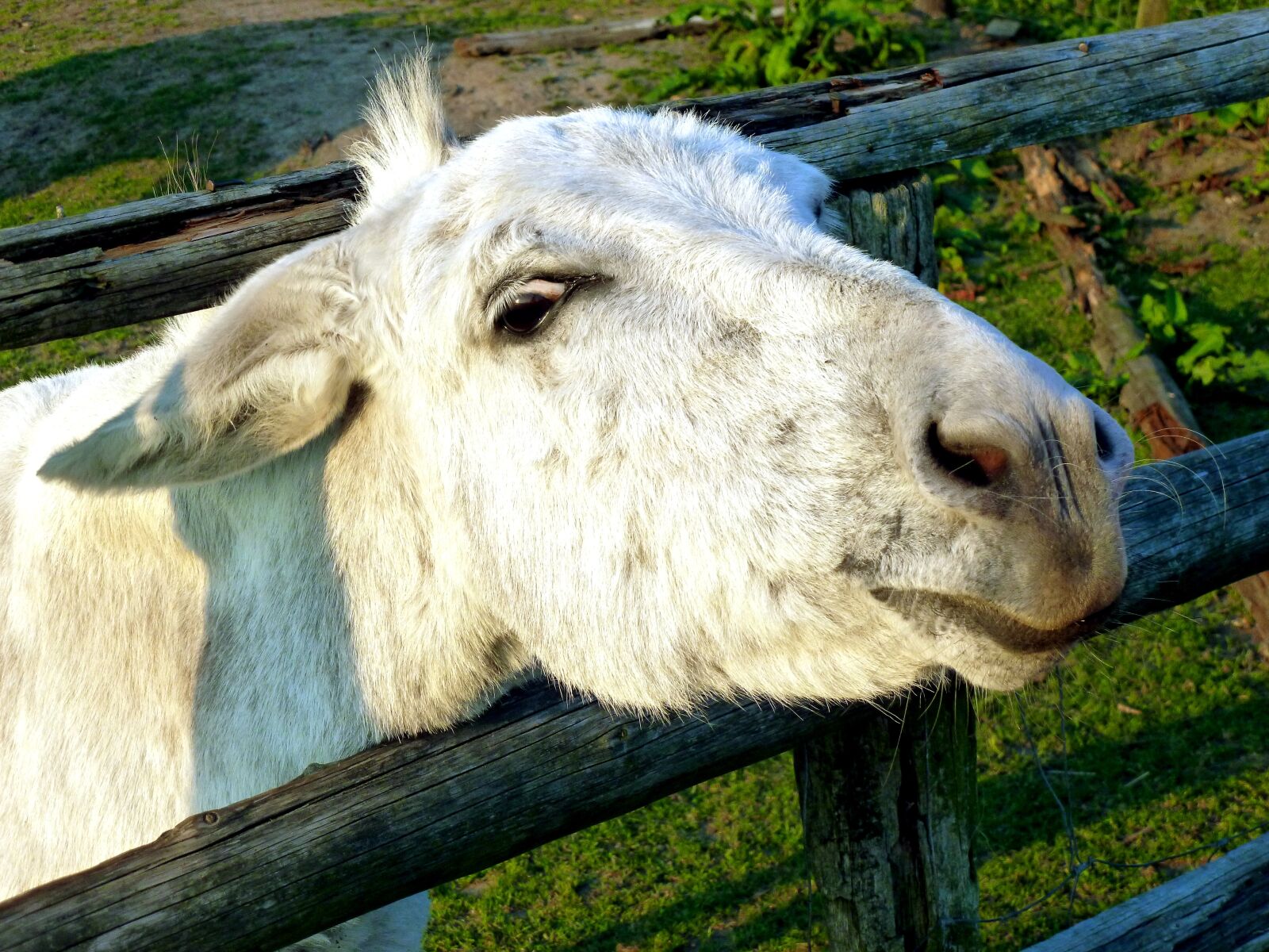 Panasonic DMC-FS37 sample photo. Donkey, livestock, beast of photography