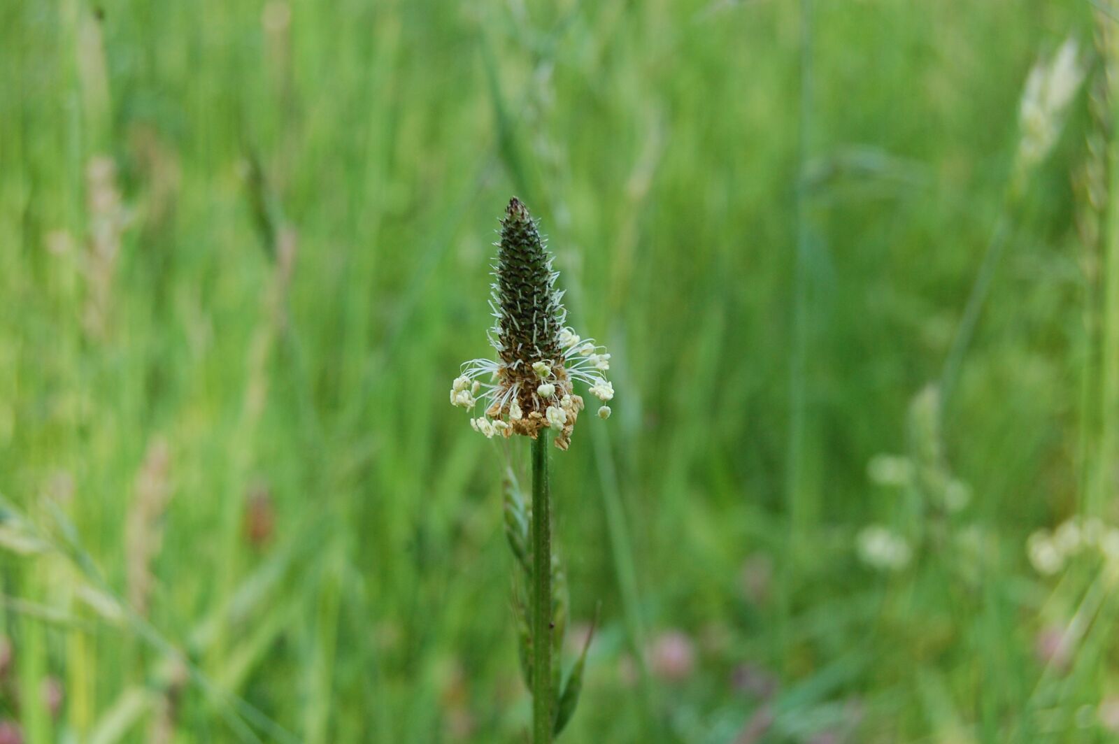 Nikon D40 sample photo. Flower, wild, country photography